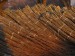 phoca_thumb_l_japonsky_topol_18